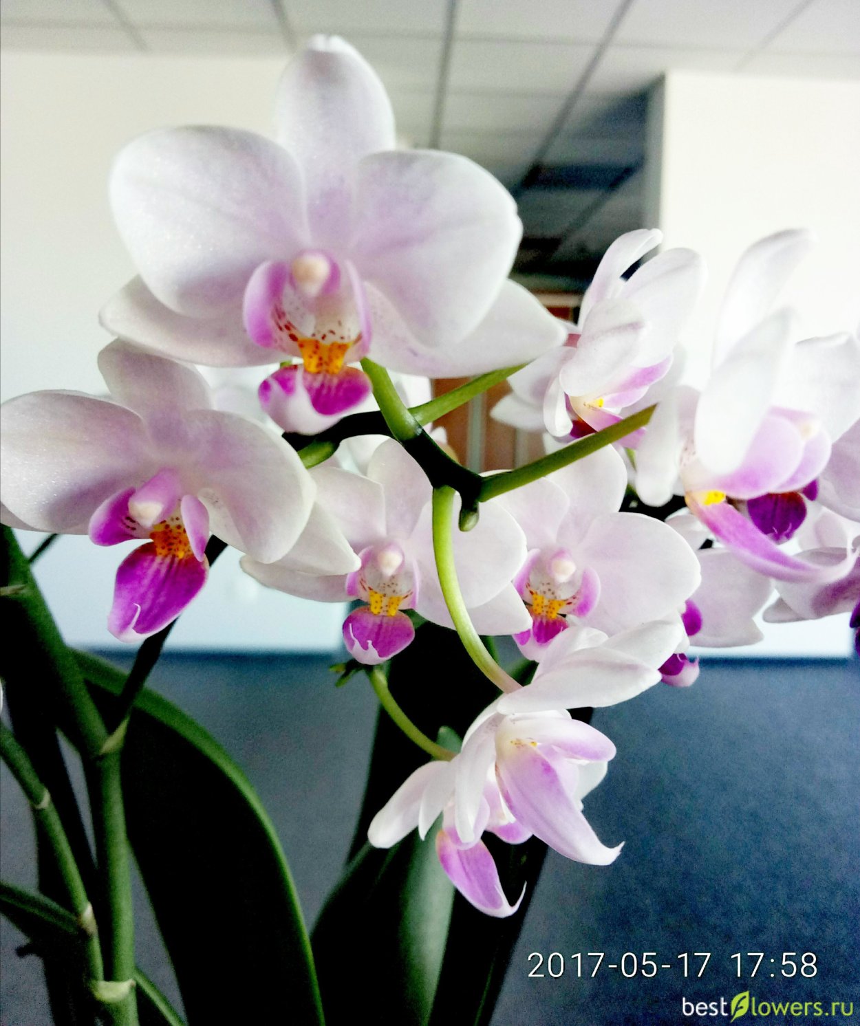 Фаленопсис мультифлора