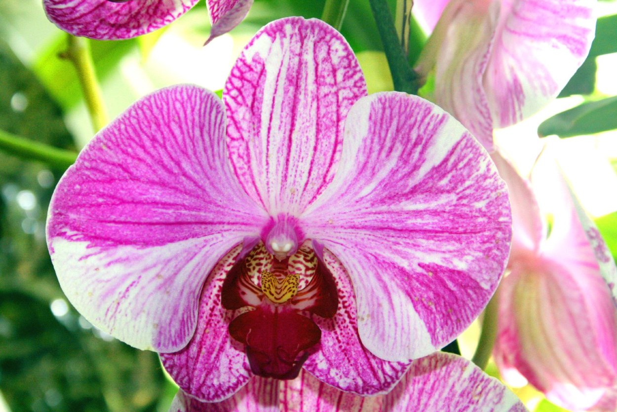 Фаленопсис Претти Кэт