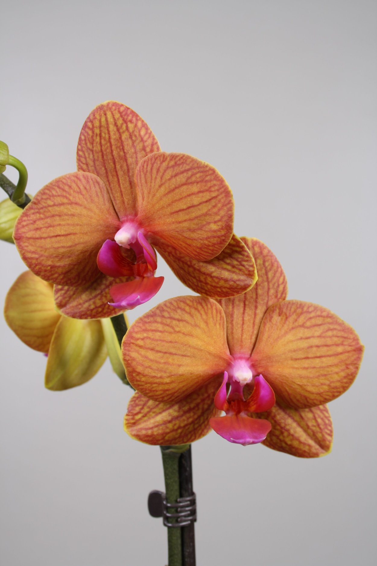 Орхидея ambiance Phalaenopsis