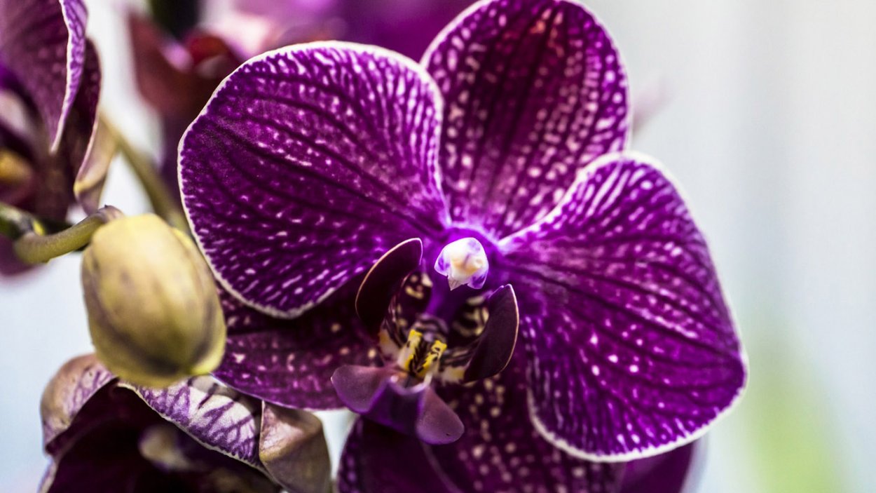 Орхидея Phalaenopsis Manila