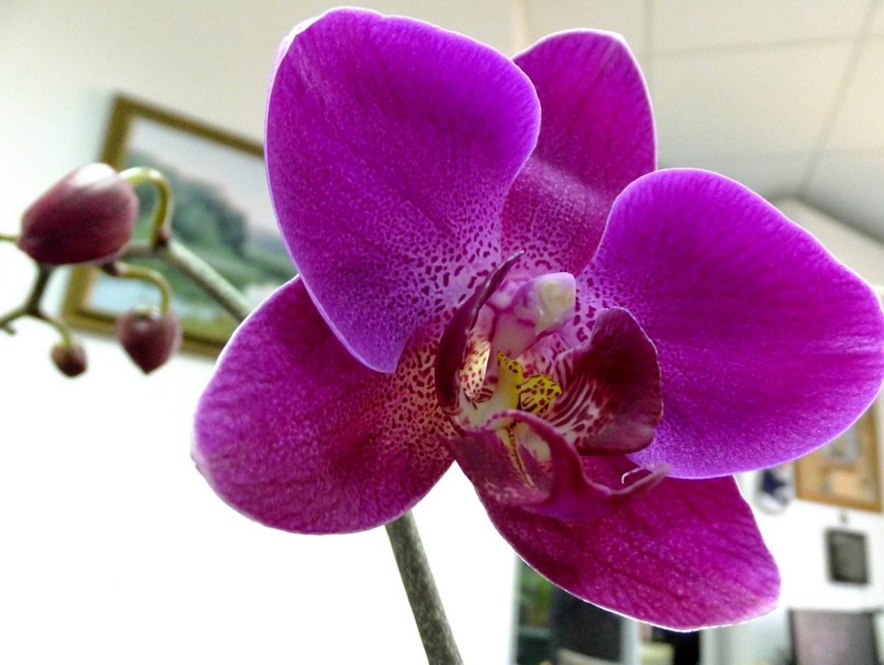 Орхидея Purple Mirach