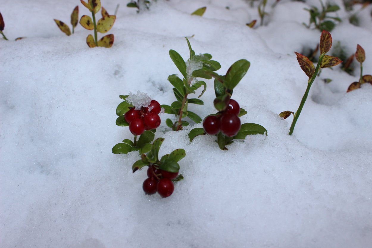 Гаультерия кустарник вечнозеленый