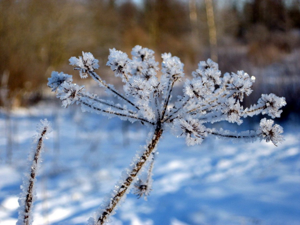 Красивые растения зимой