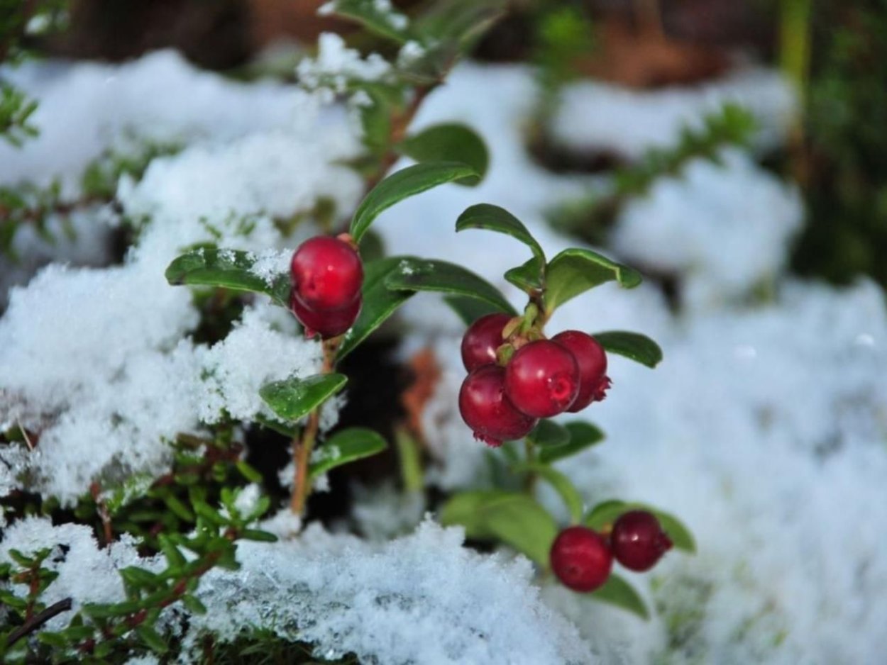 Зимние растения