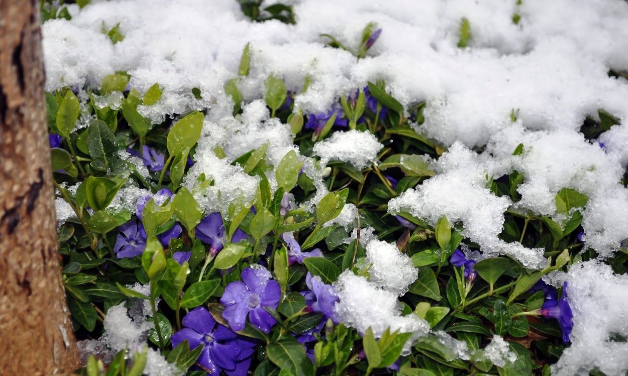 Растения в снегу