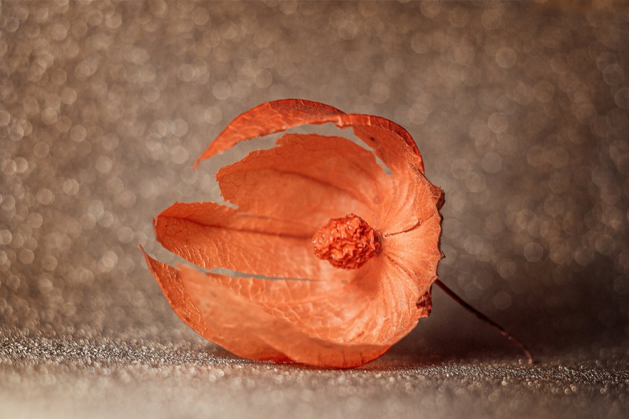 Сушеные оранжевые цветы