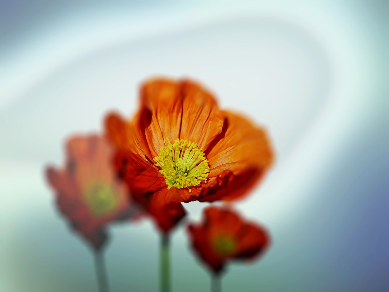 Оранжевый цветок простой