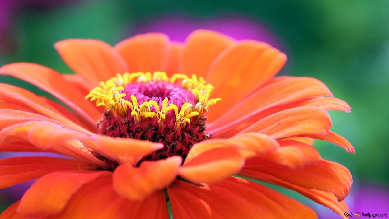 Оранжевые герберы фон