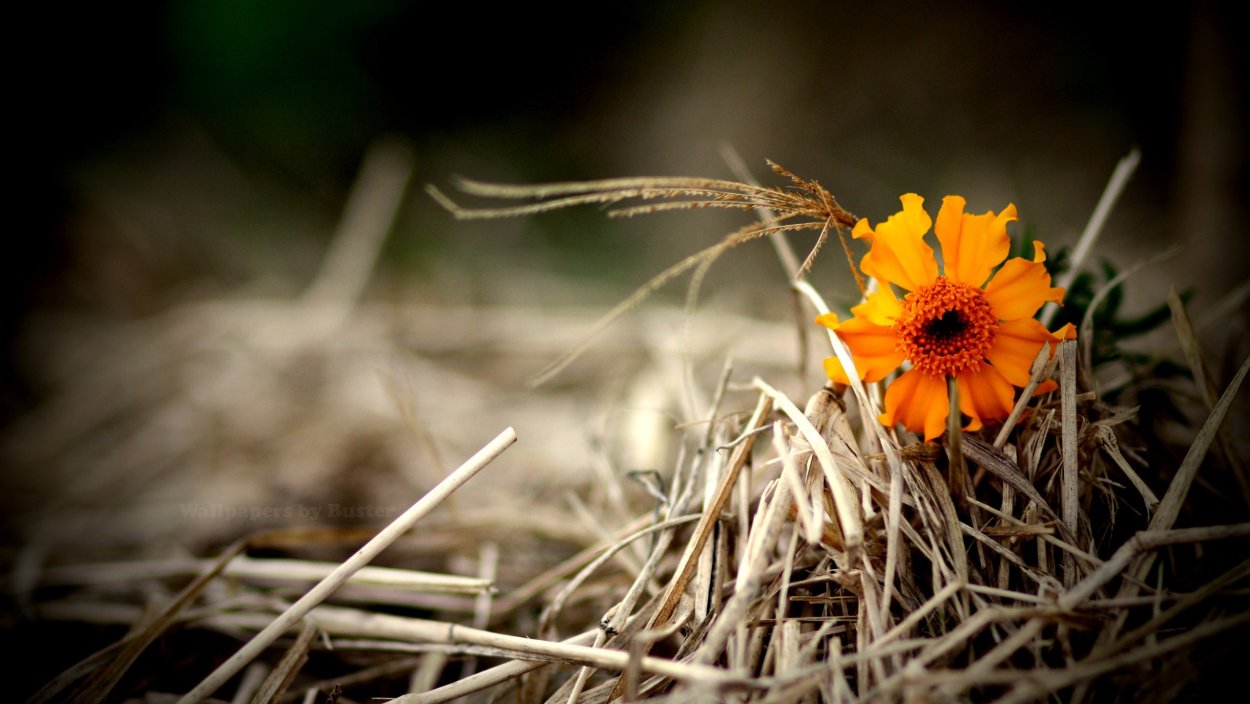 Цветок среди травы