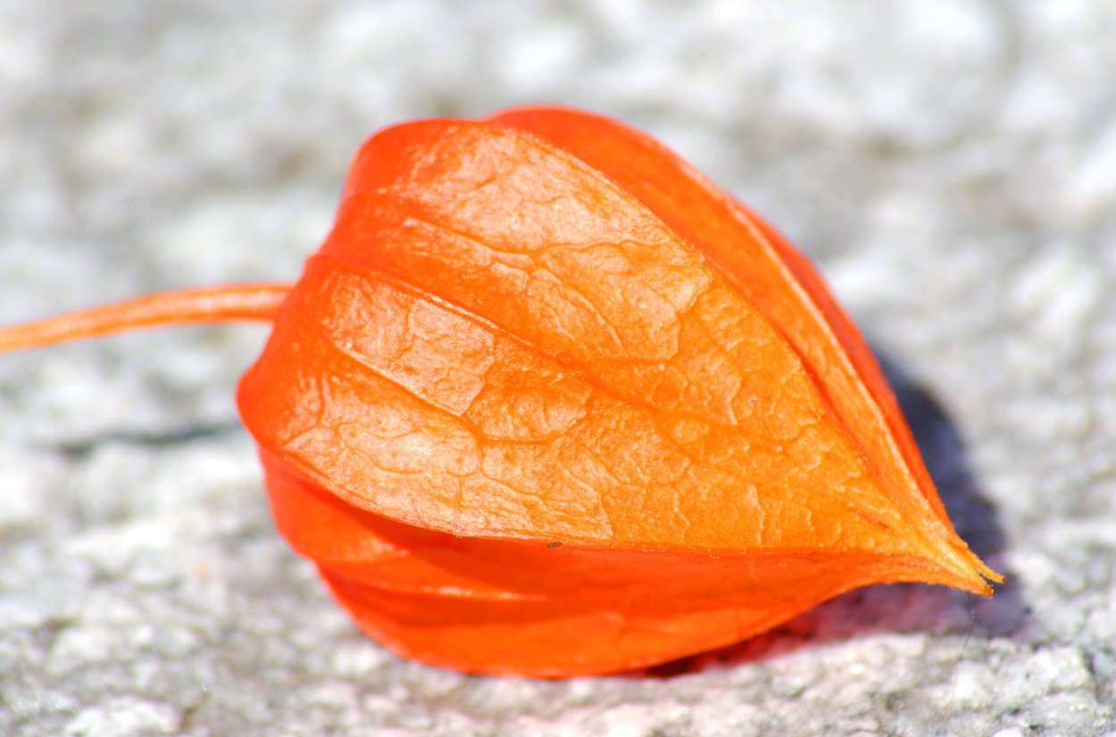 Физалис перуанский