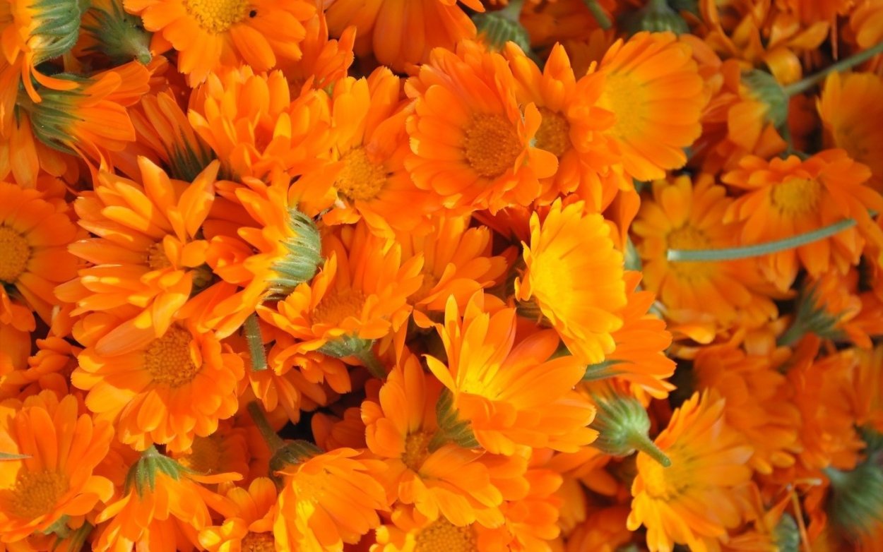 Физалис мандарин