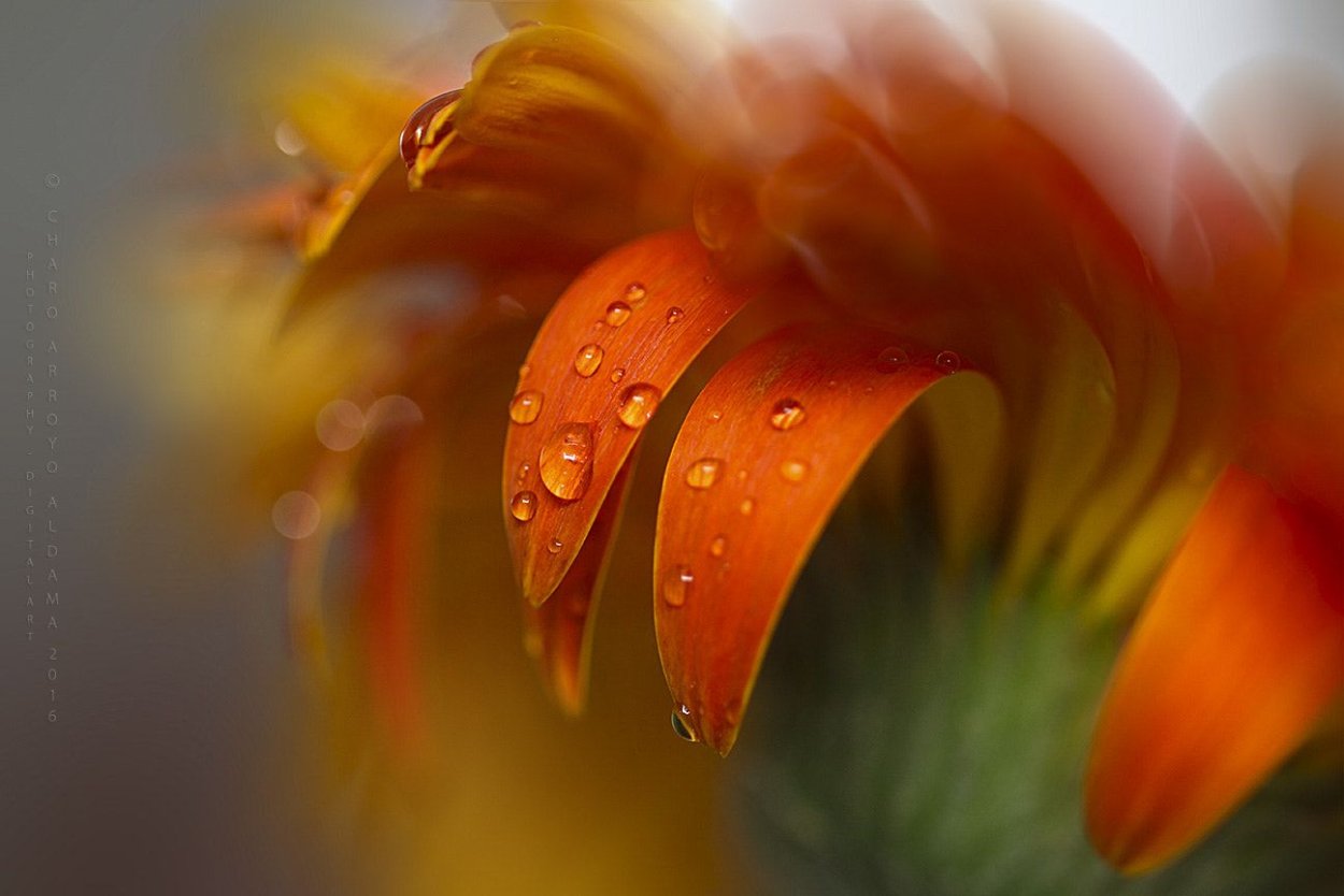 Календула, лепестки