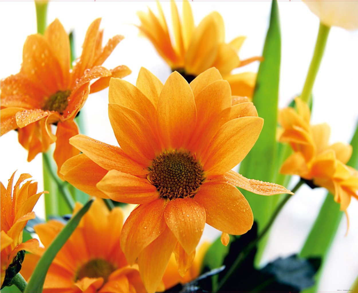 Клумбовые цветы календула