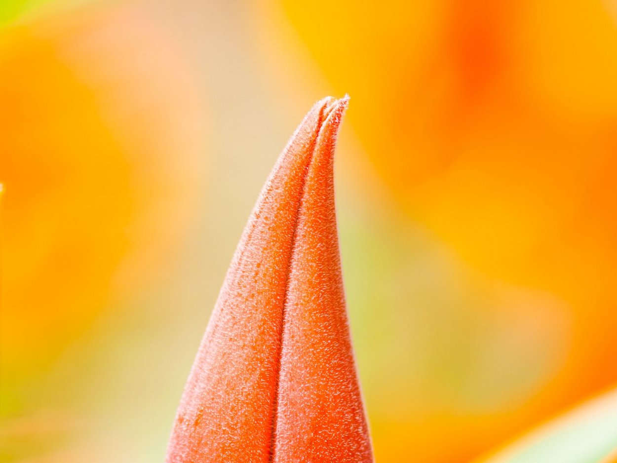 Blooming Dahlia цвет
