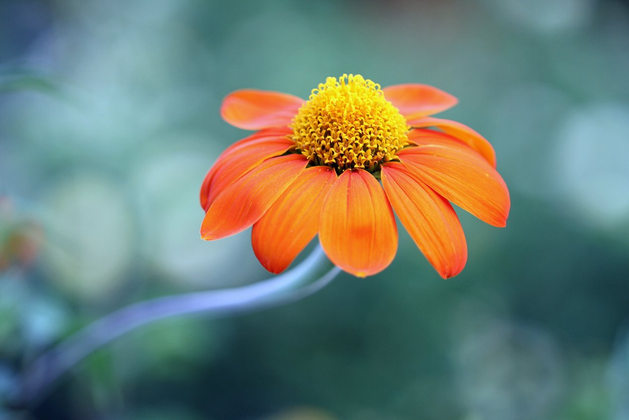 Оранжевые полевые цветы