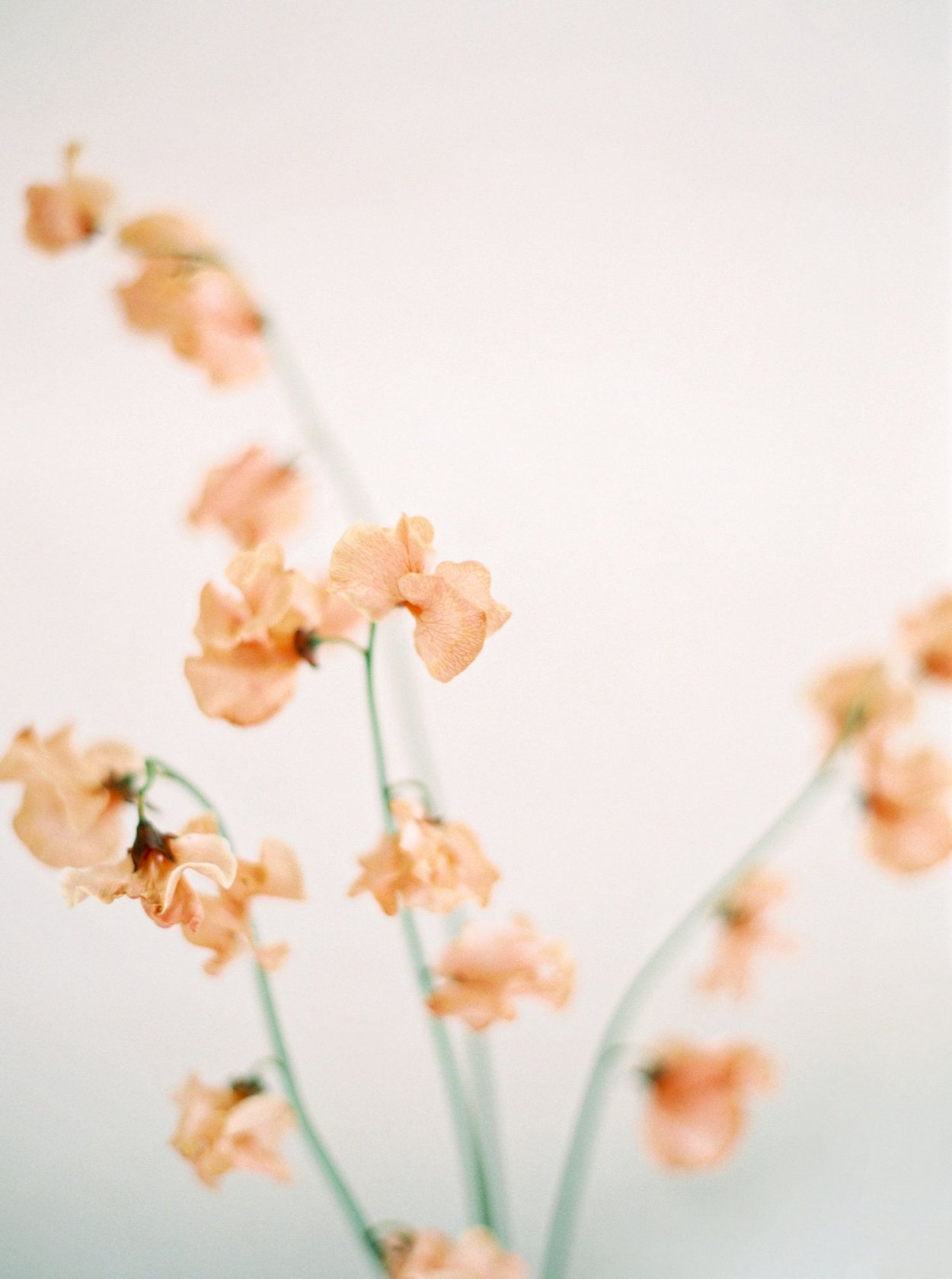 Полевые цветы Минимализм