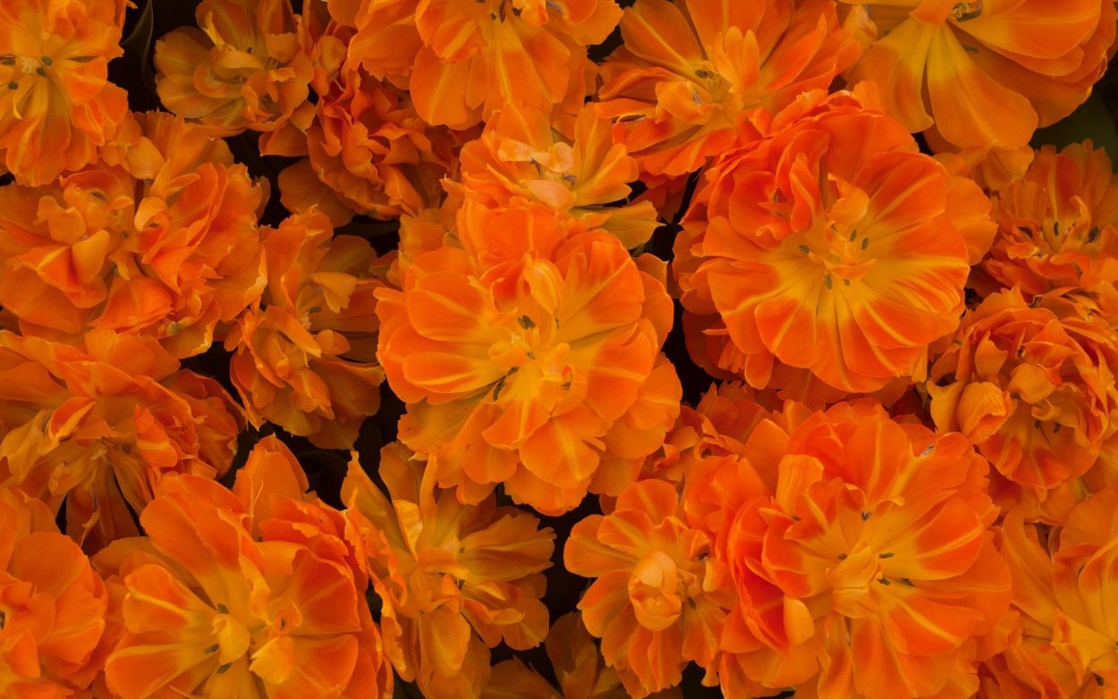 Лютик Ориндж