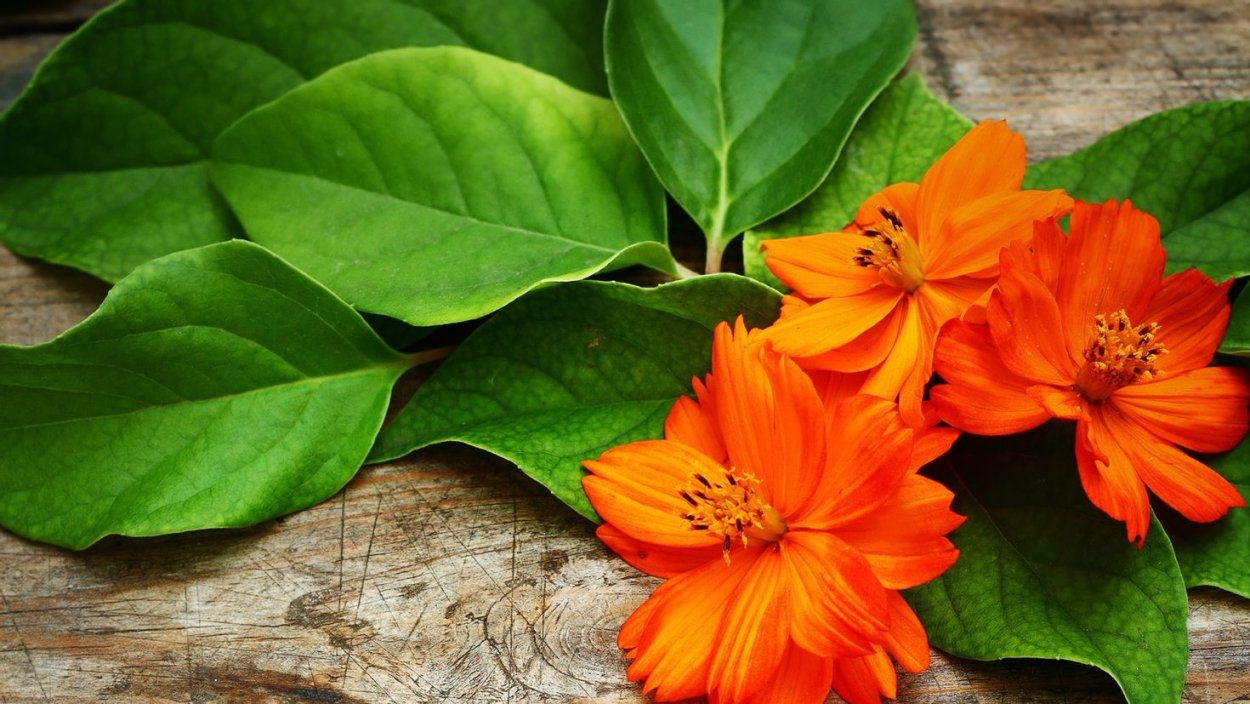 Цветы Эстетика с пинтереста