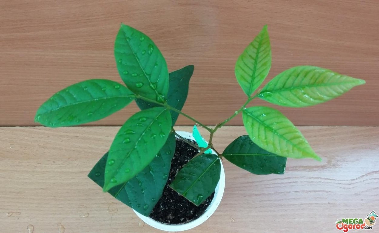 Прорастить косточку авокадо