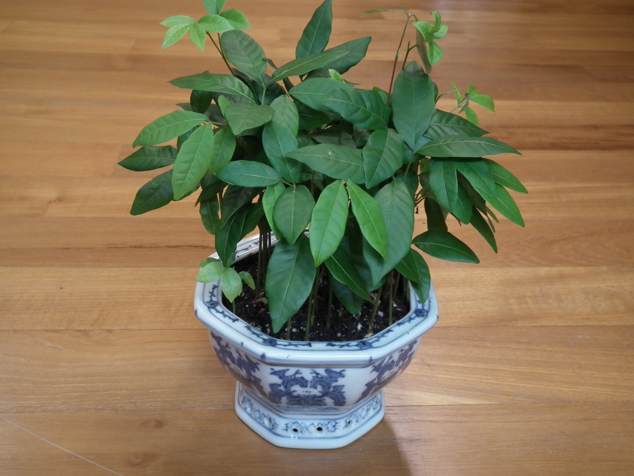 Лонган фрукт Росток