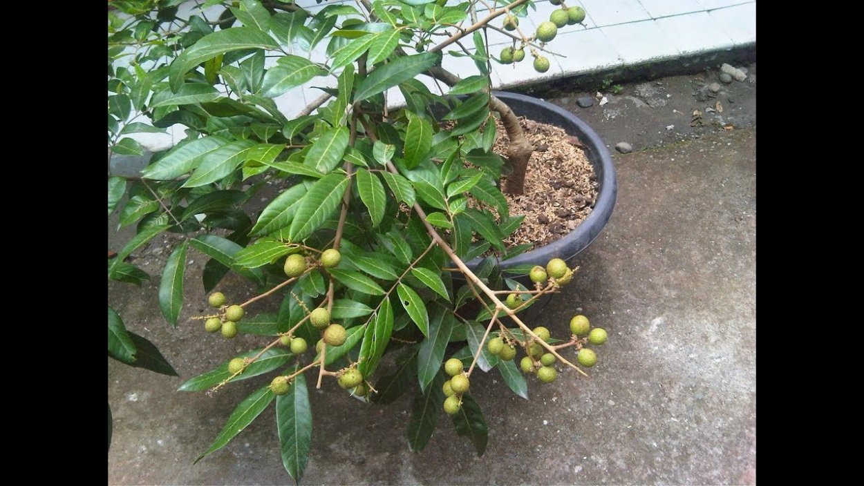 Личи цветение