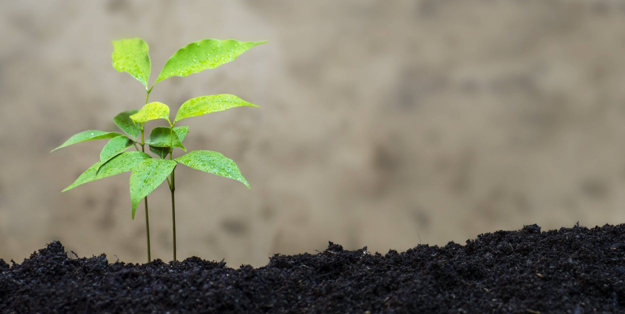 Росток сливы