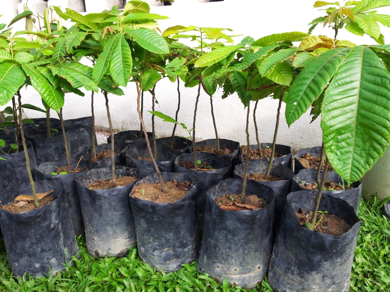 Нектарин из косточки