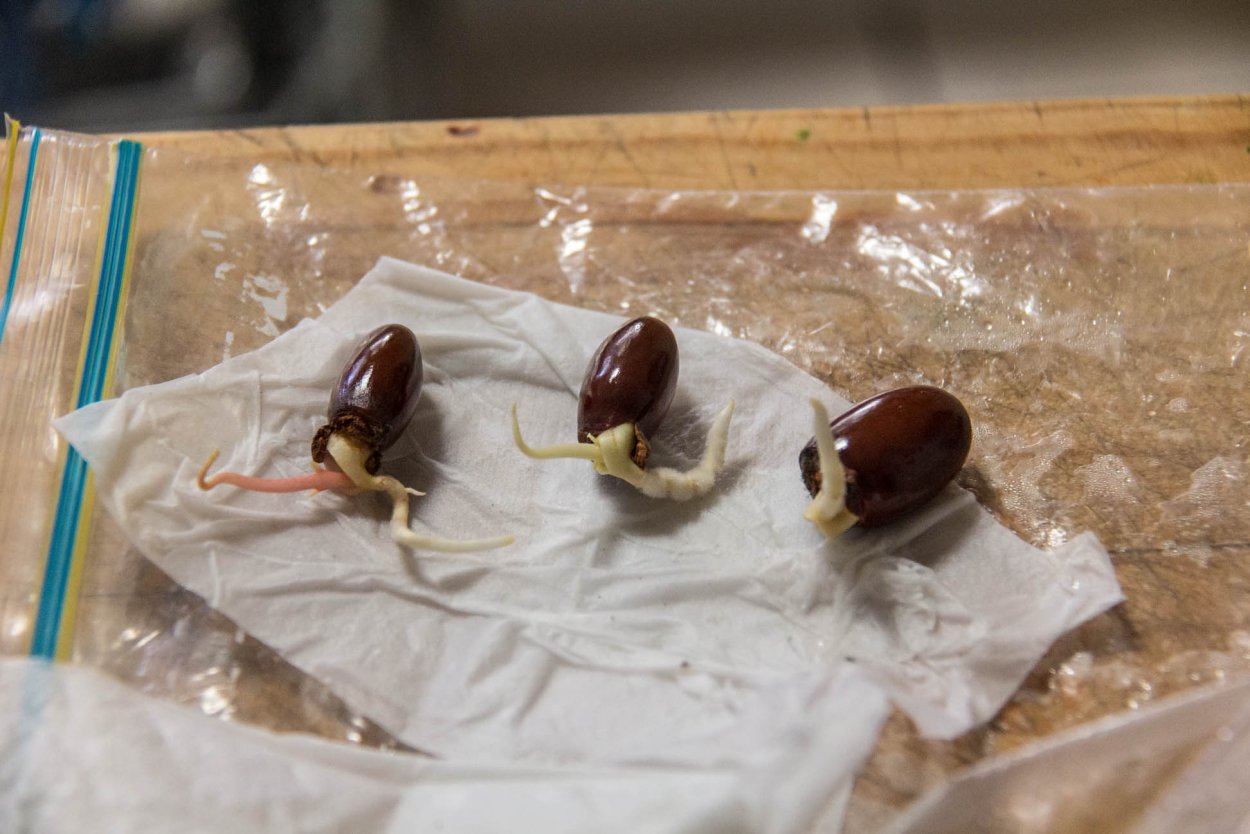 Гранадилла из косточки