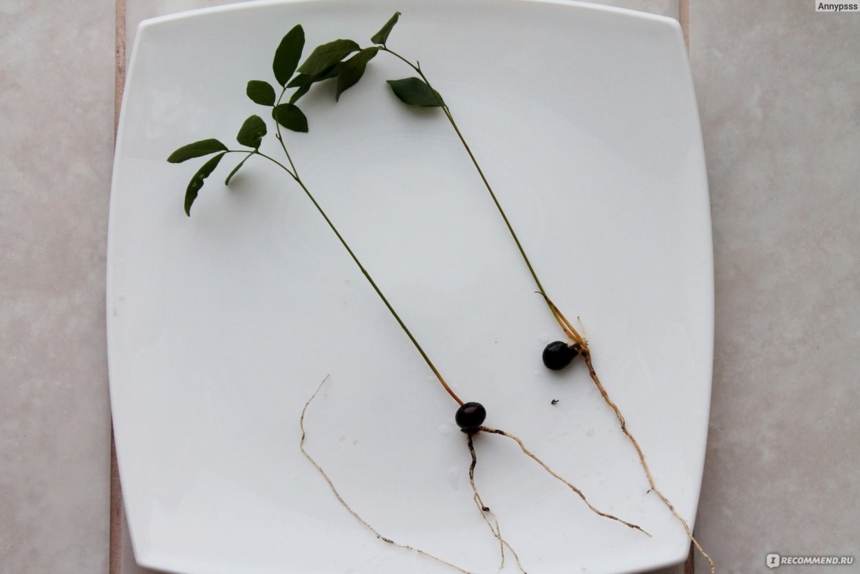 Росток авокадо из косточки