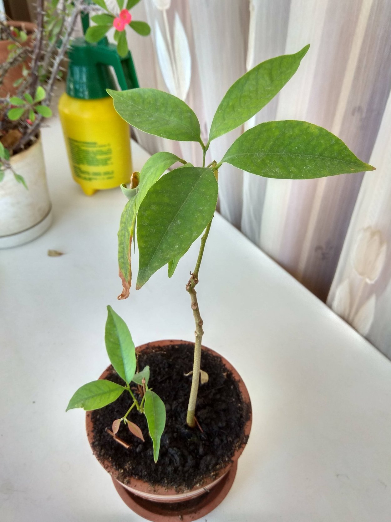 Рамбутан саженец