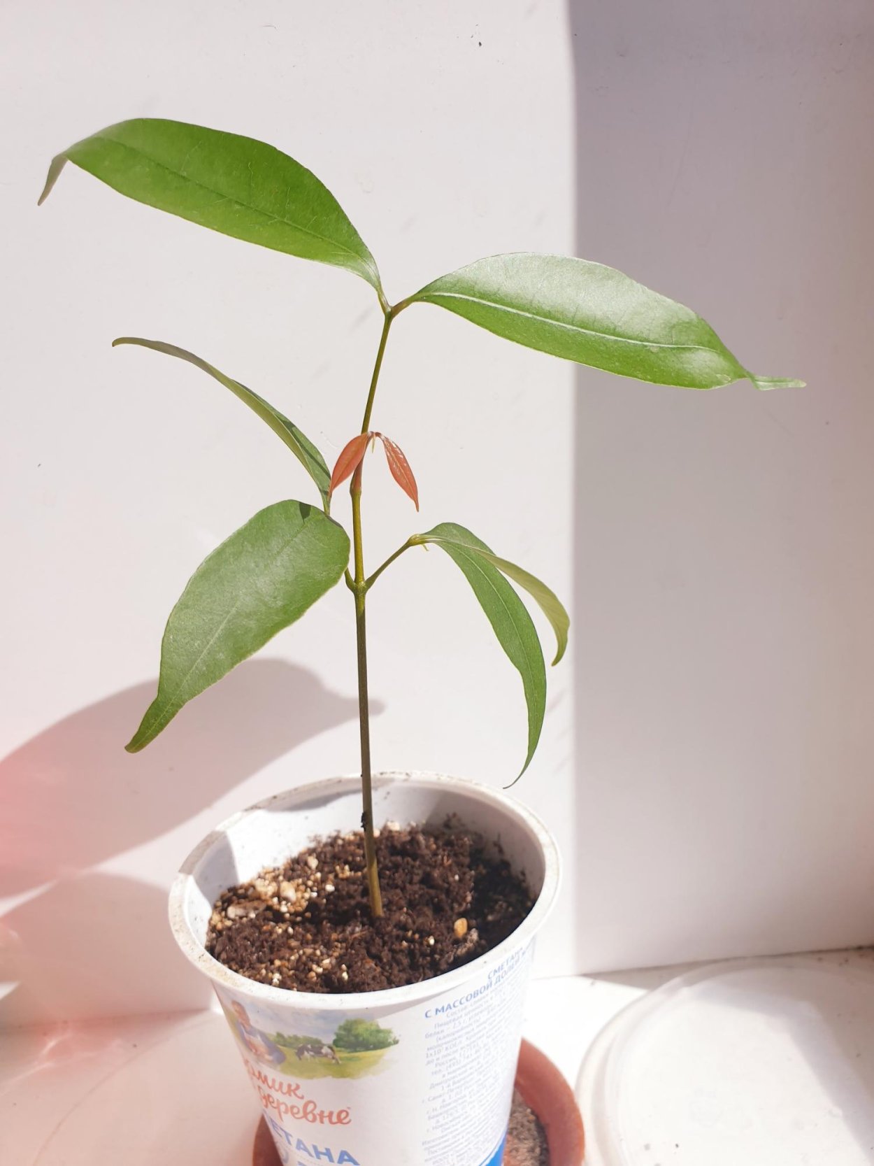 Личи сеянец