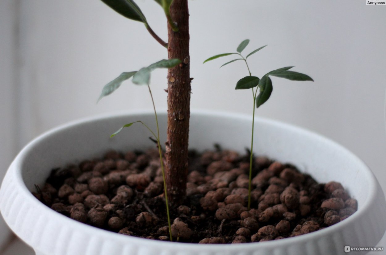 Лонган рассада