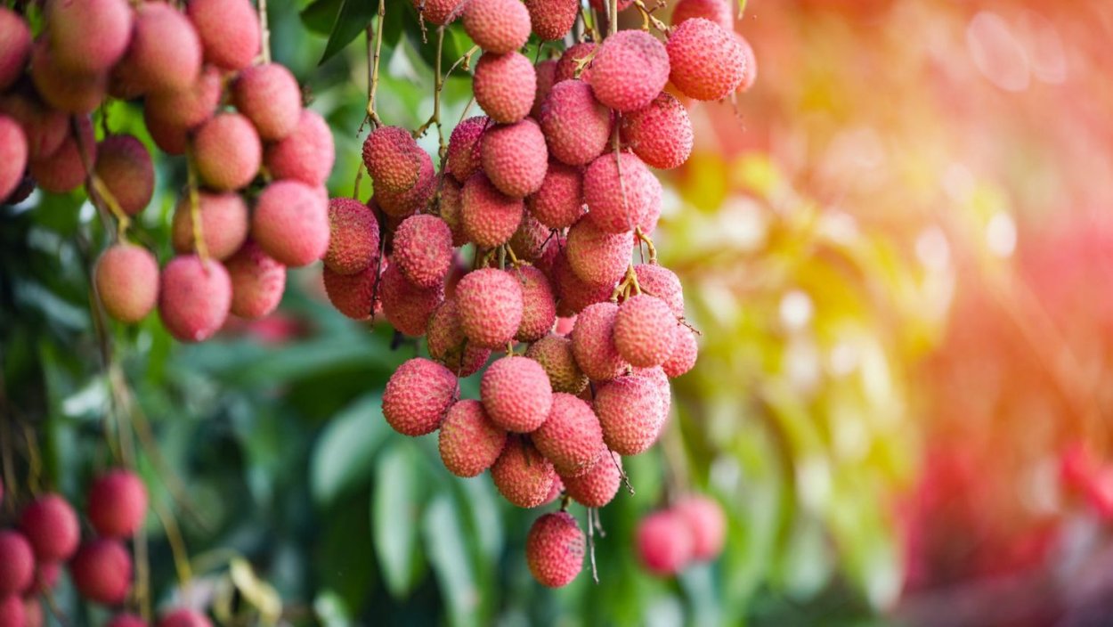 Авокадо дерево