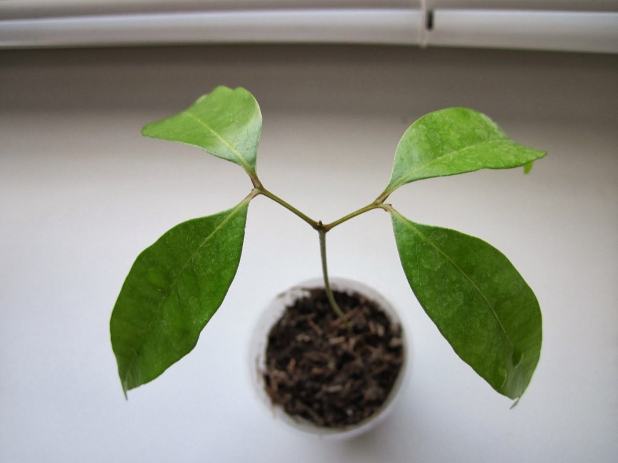 Личи растение