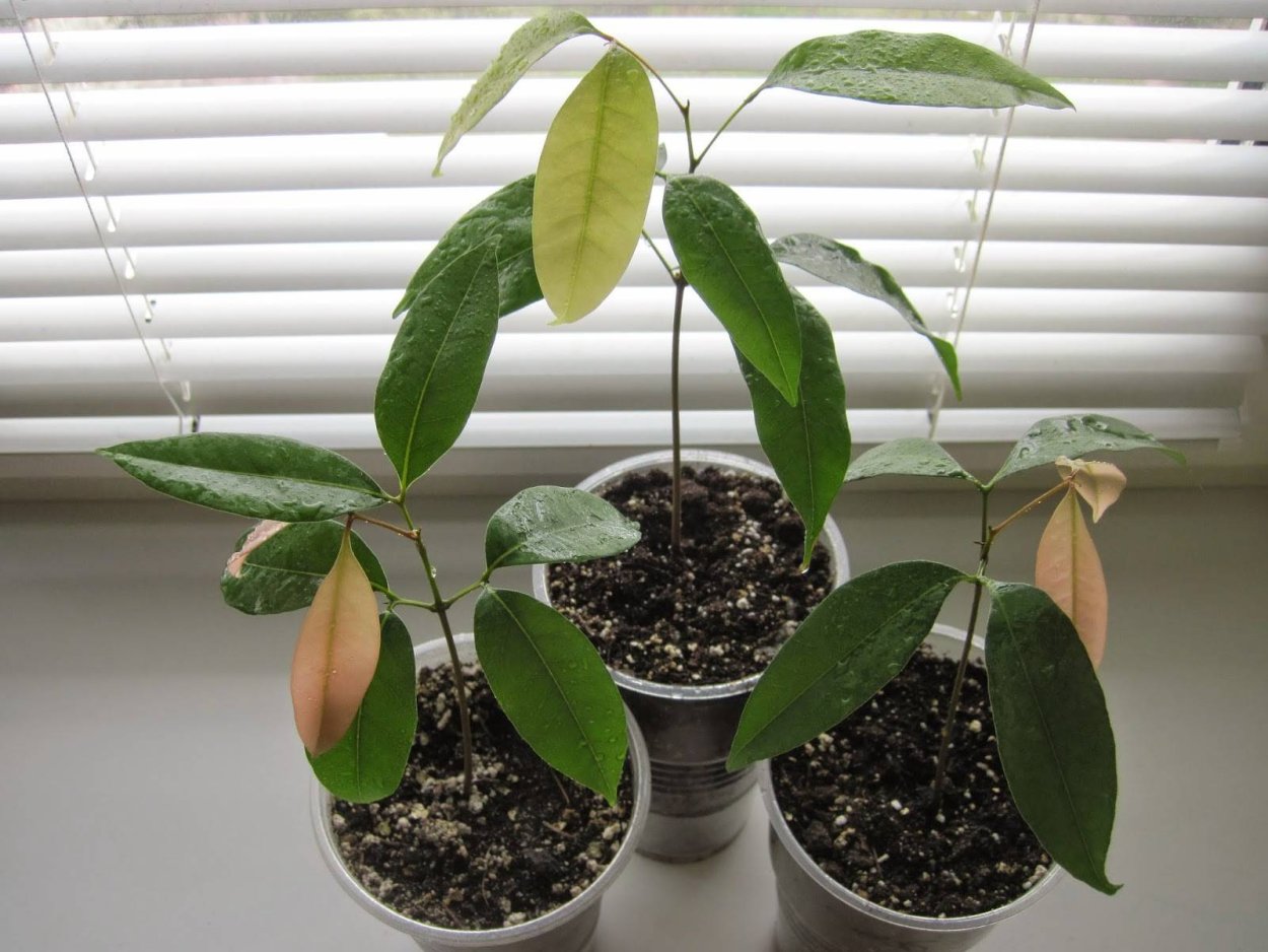 Дерево манго Росток