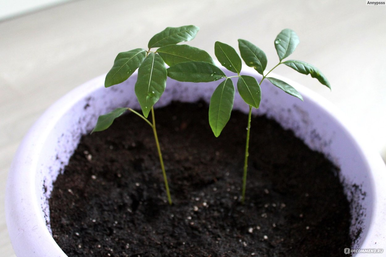 Личи Мадагаскар