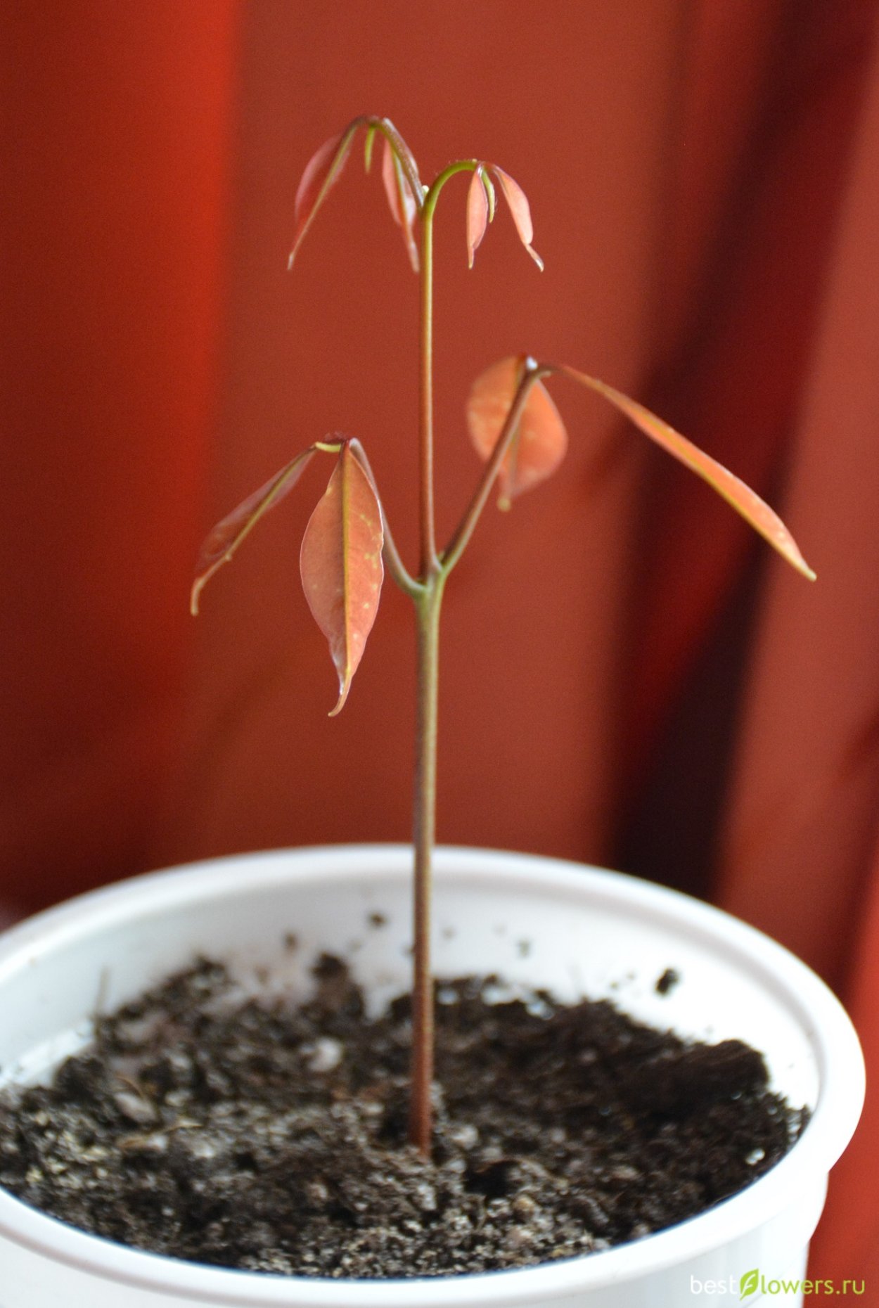 Личи Воронеж