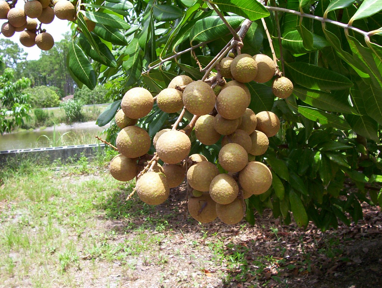 Всходы лонгана