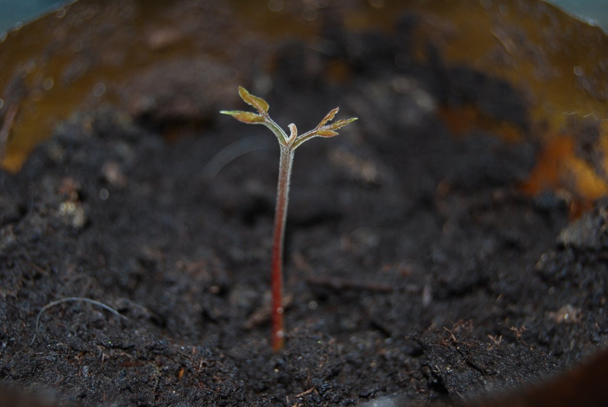 Рамбутан из косточки