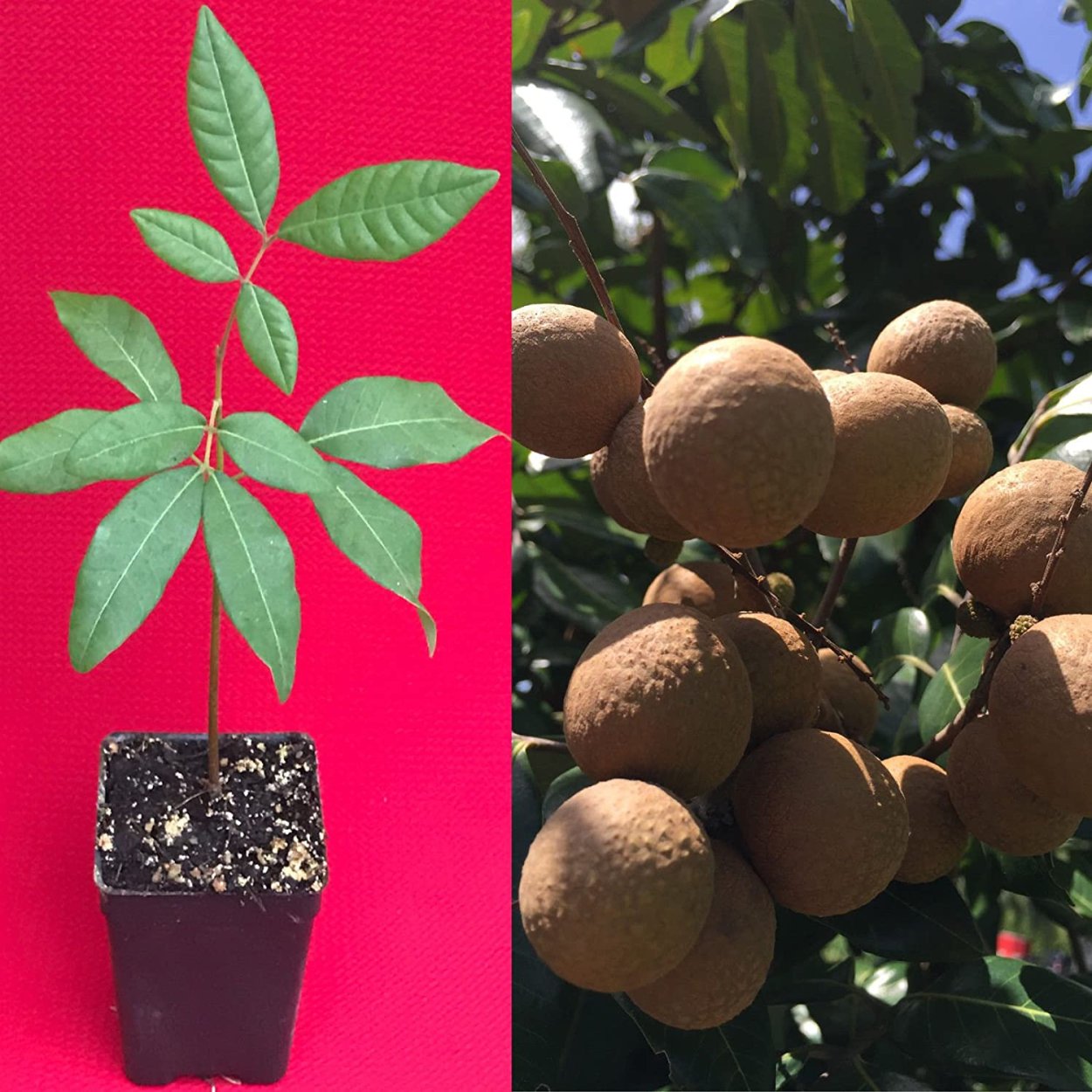 Личи из косточки