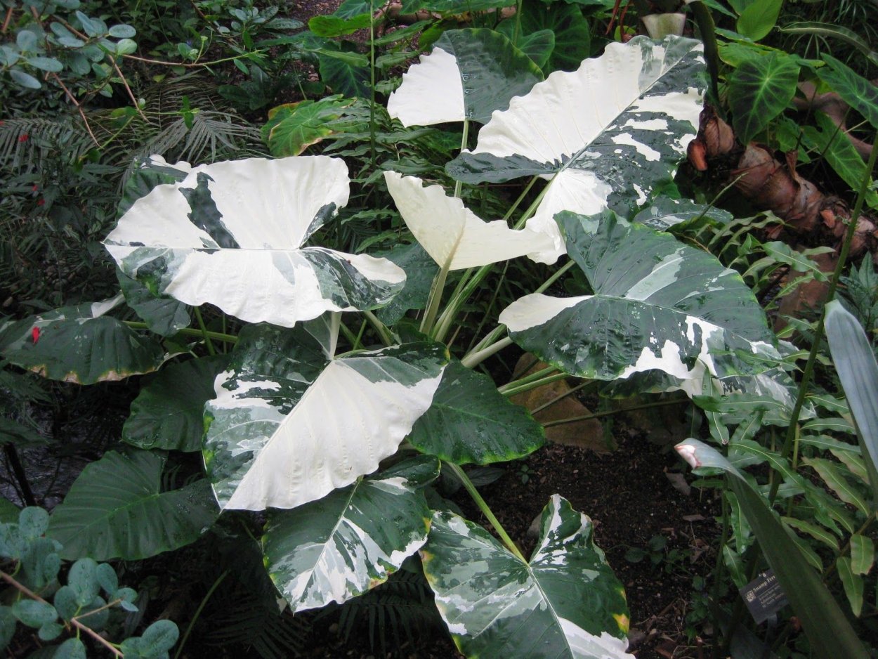 Алоказия macrorrhiza