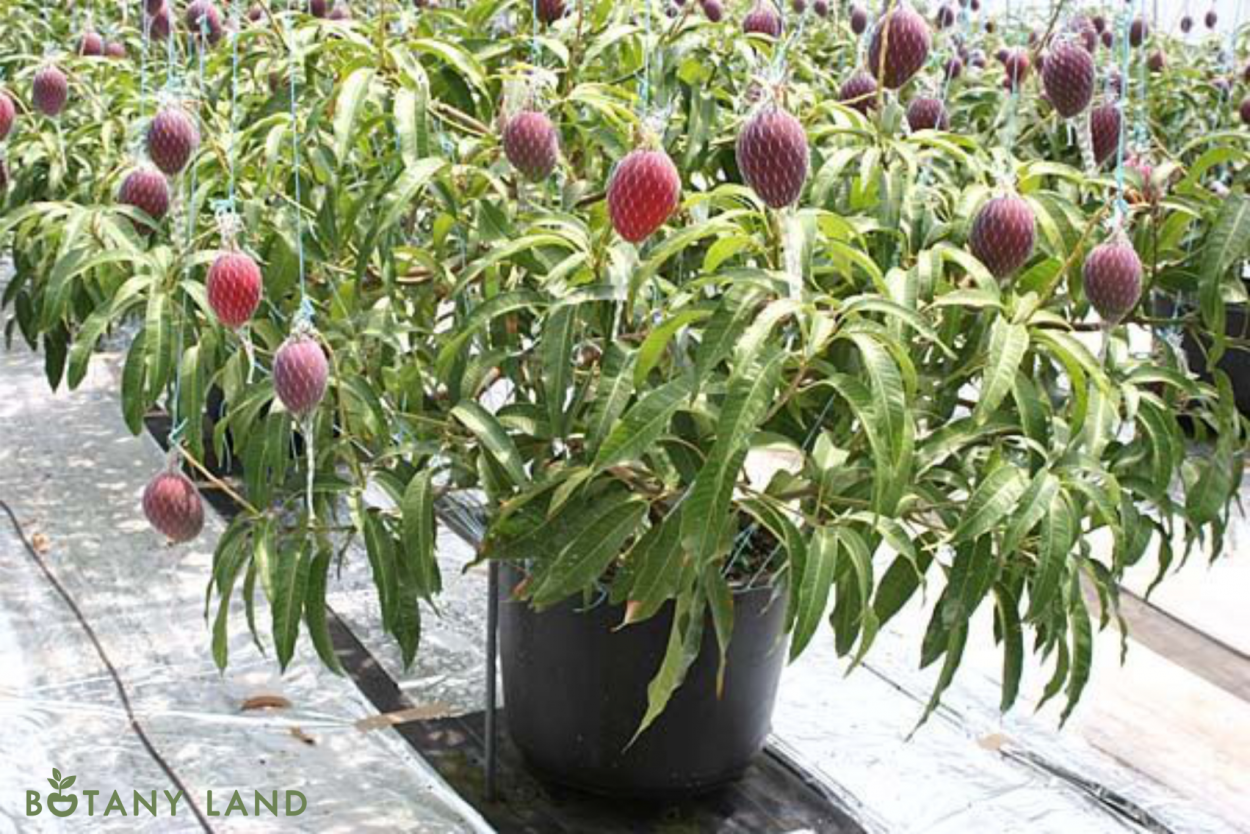 Личи лонган лонган