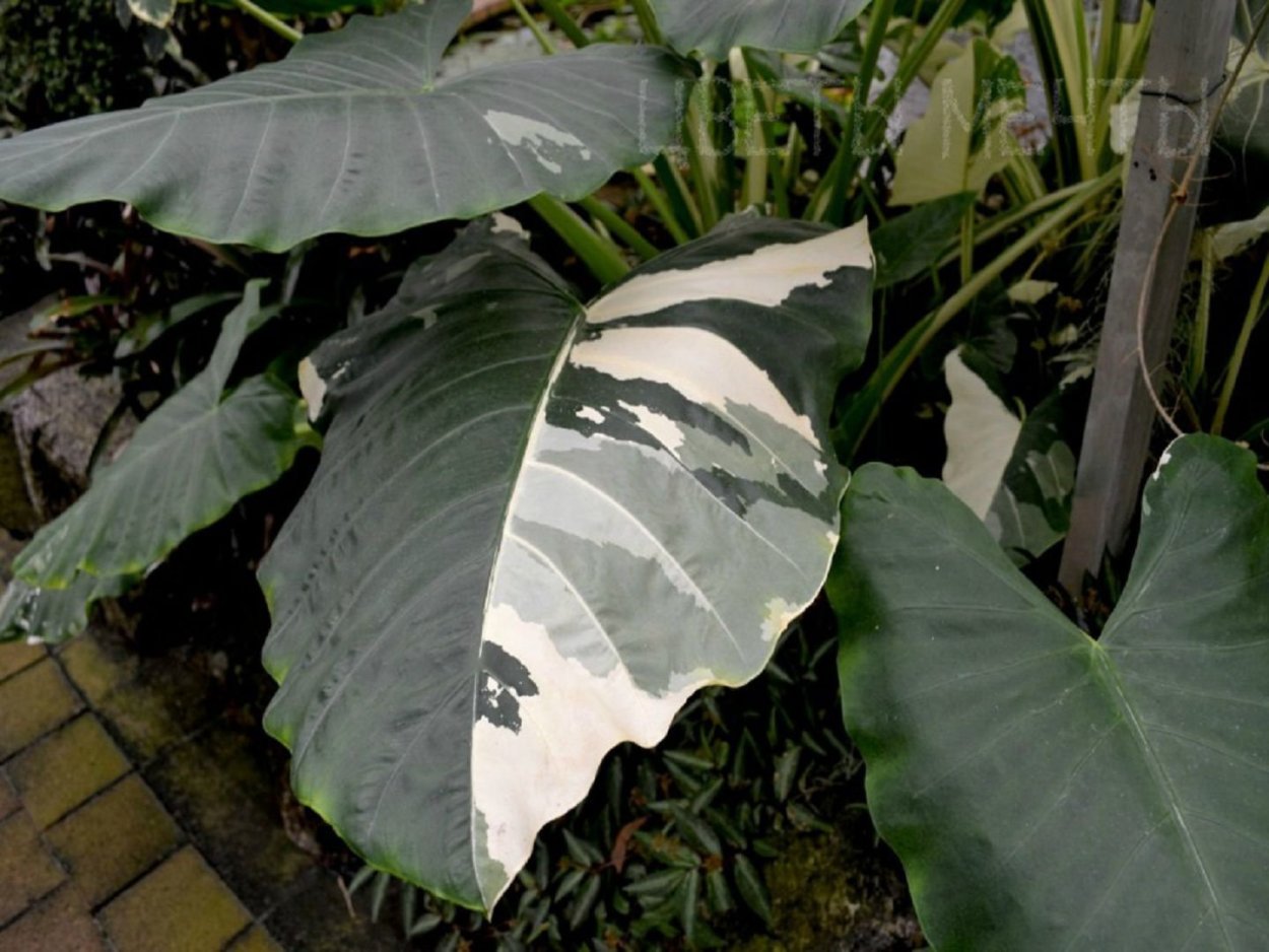 Колоказия вариегатная