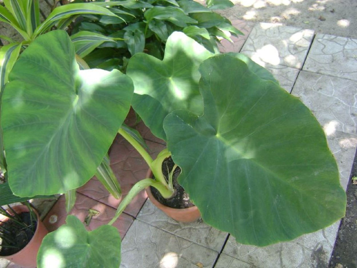 Колоказия Мохито фото