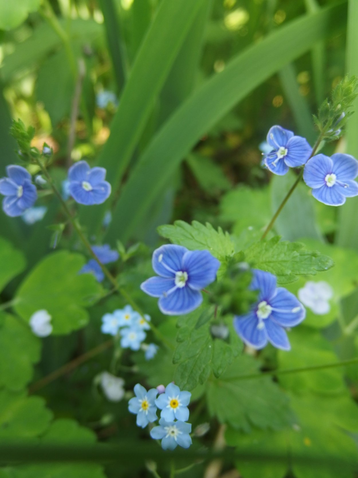 Куриная слепота цветок синий