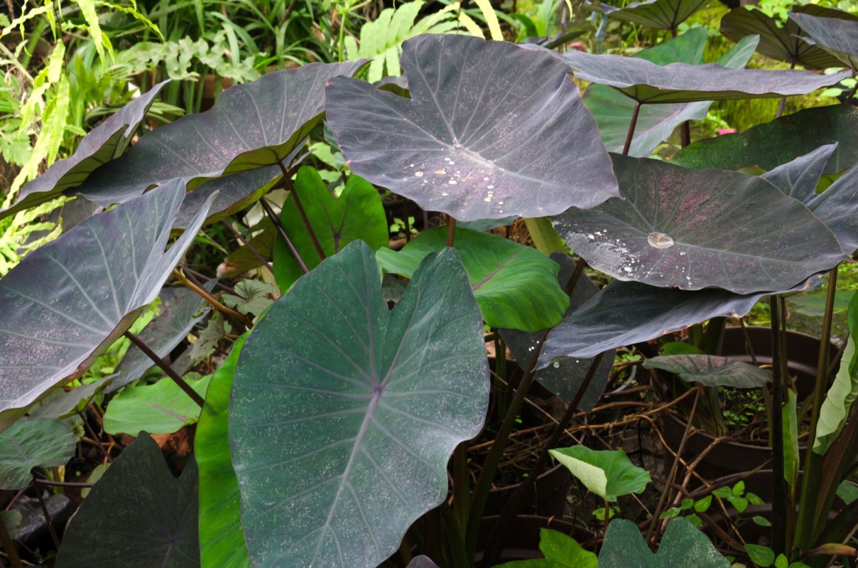 Колоказия клубневая