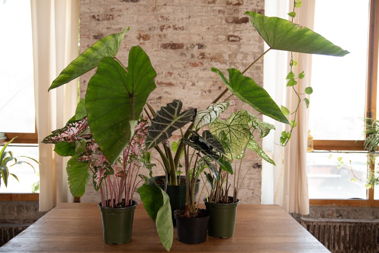 Colocasia Antiquorum