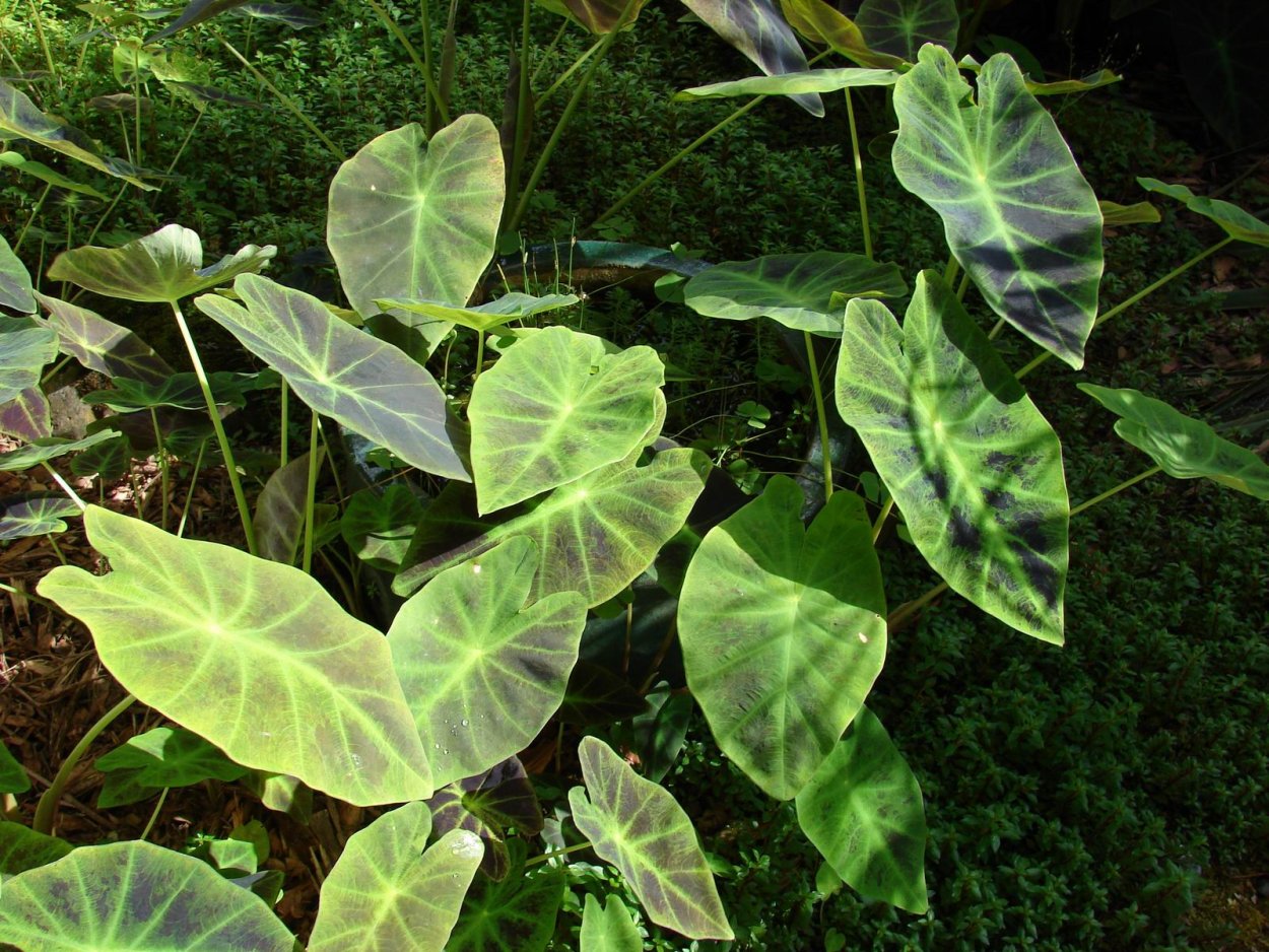 Колоказия эскулента