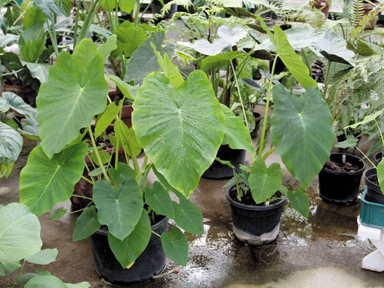 Колоказия съедобная