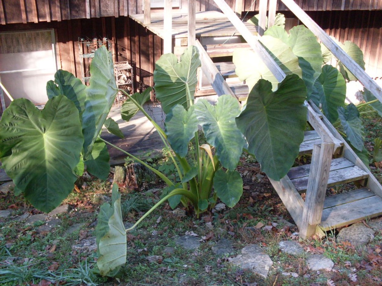 Колоказия древняя